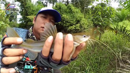 PESTA STRIKE IKAN BAUNG di sungai Favorit Yt Fry, Umpan Kucur Mancing di Air Keruh #49
