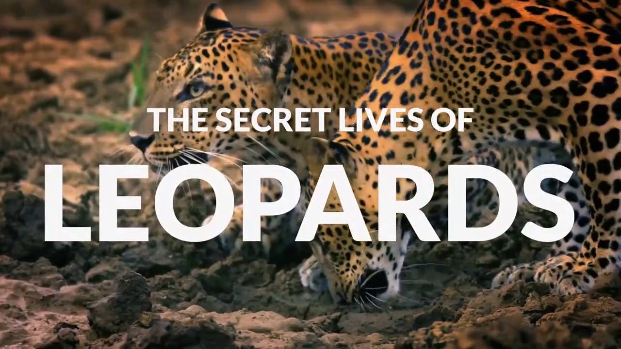 The Secret Lives of Big Cats • 2020 • Episode "5/7" • The Secret Lives of Leopards - HD