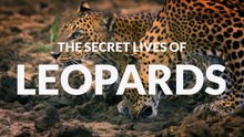 The Secret Lives of Big Cats • 2020 • Episode "5/7" • The Secret Lives of Leopards - HD