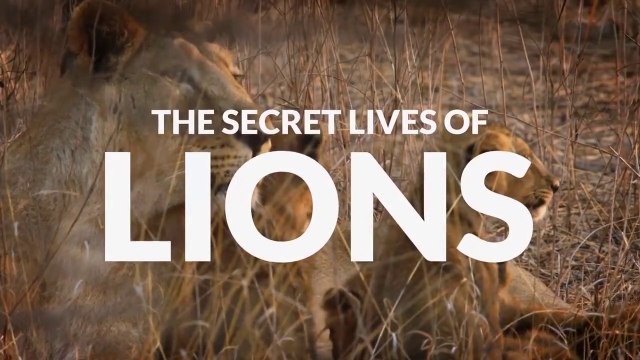 The Secret Lives of Lions • 2020 • episode 4/7 • The Secret Lives of Big Cats - HD