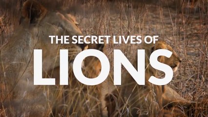 The Secret Lives of Lions • 2020 • episode "4/7" • The Secret Lives of Big Cats - HD