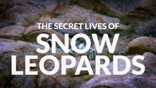 The Secret Lives of Snow Leopards • 2020 • episode "2/7" • The Secret Lives of Big Cats - HD