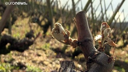 Заморозки уничтожили урожай на престижных виноградниках