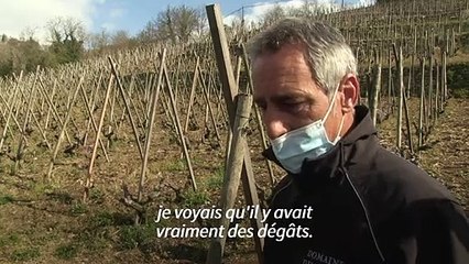 Dans les vignobles de Côte Rôtie et Condrieu, sauver ce qui peut l'être