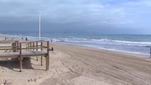 Invasión de medusas en los arenales de Alicante y Palma de Mallorca