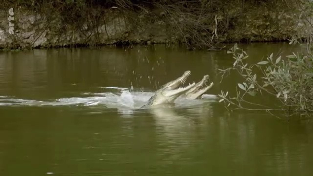 Australie, instincts de survie - Zones humides
