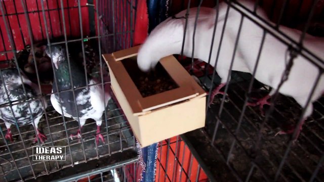 How To Make Easy Bird Feeder | Pigeon Feeder | Homing Bird Food Feeding | DIY Feeder | Ideas Therapy