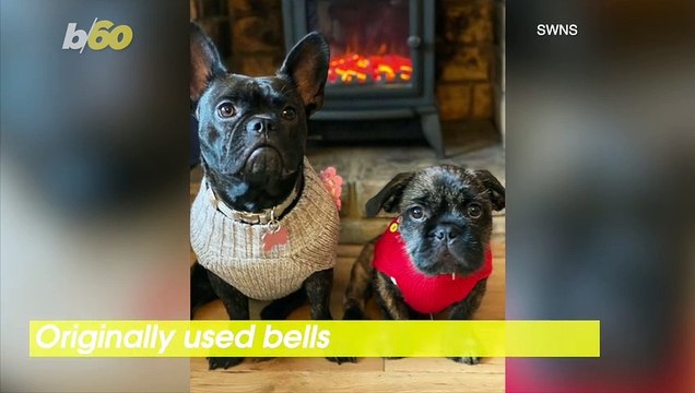 Ding-Dong Dogs! Two Dogs Alert Their Owners They Want to be Let In by Ringing Doorbell!