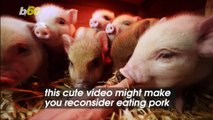 Adorable Baby Piglets Playing Around is the Video You Need to Watch!
