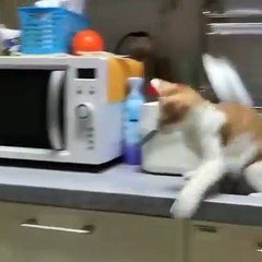 You can now learn to communicate directly with your cat