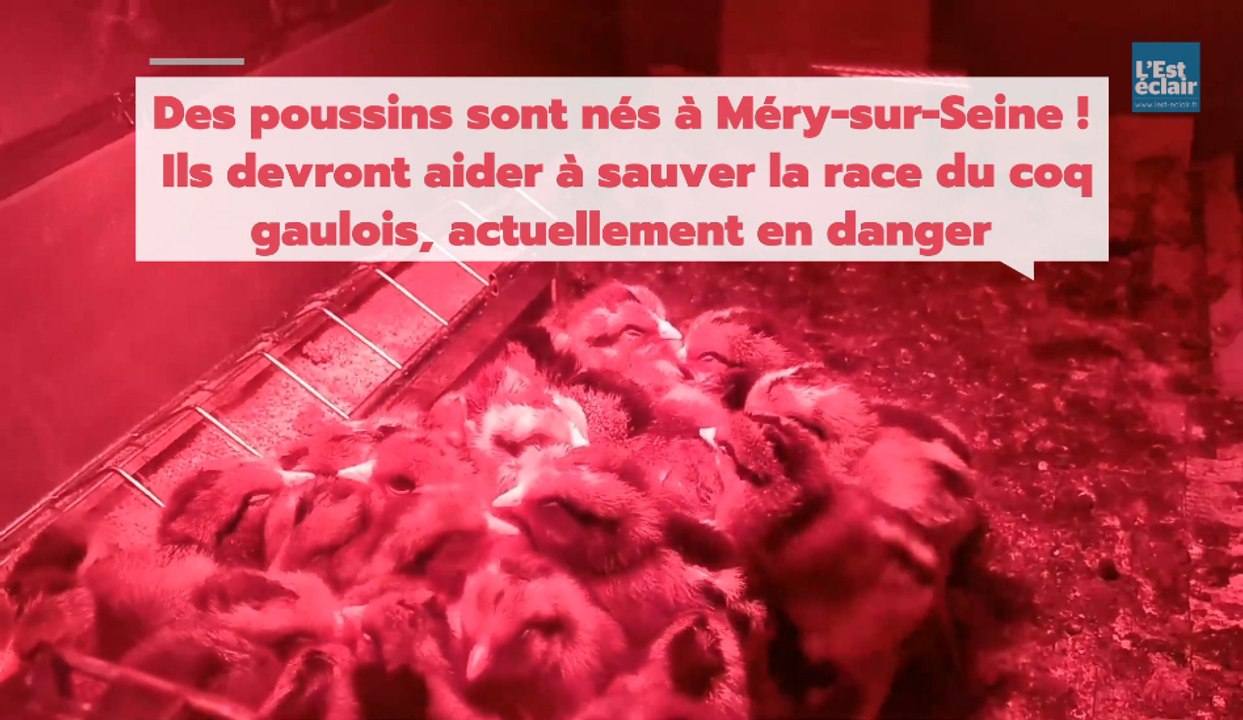 Méry-sur-Seine: les poussins du conservatoire du coq gaulois sont nés