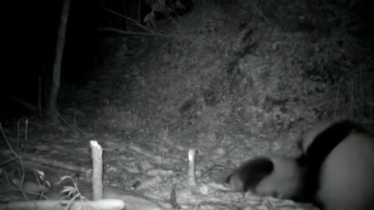 Extraordinaria pelea entre dos osos panda en China