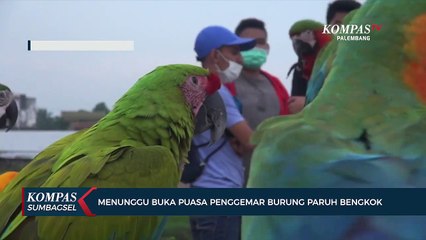 Menunggu Buka Puasa Penggemar Burung Paruh Bengkok