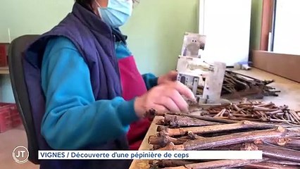 VIGNES / Découverte d'une pépinière de ceps