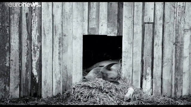 Gunda , pellicola in difesa dei diritti degli animali