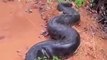 Des brésiliens découvrent un énorme anaconda en bord de route