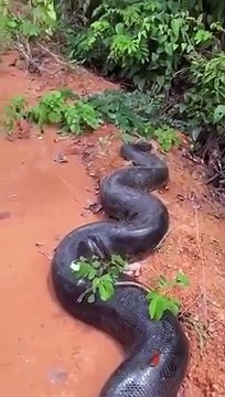 Des brésiliens découvrent un énorme anaconda en bord de route
