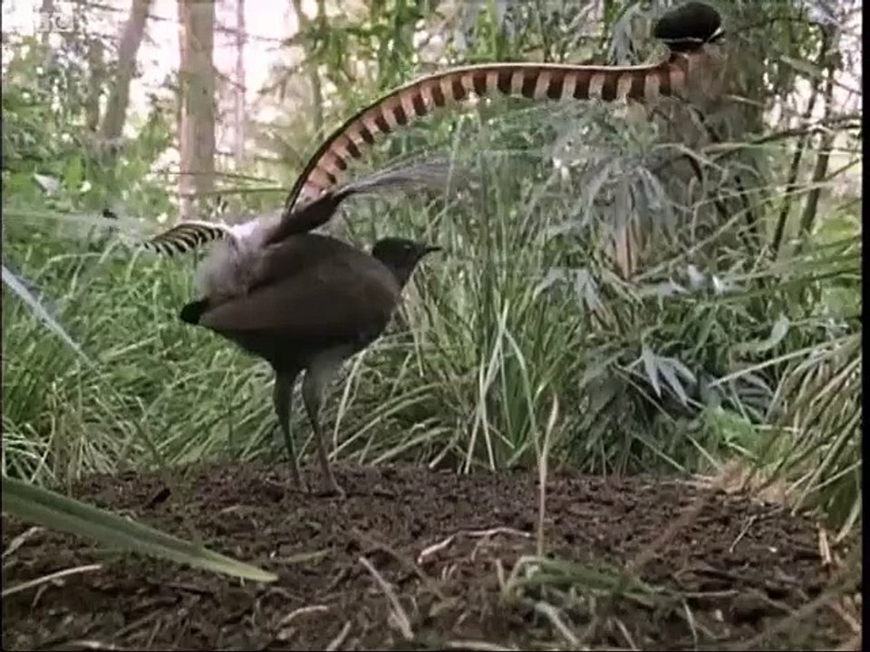 Cet oiseau imite tous les sons qu'il entend : oiseau Lyre