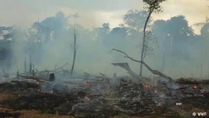 Is the reforestation of the rainforest possible?