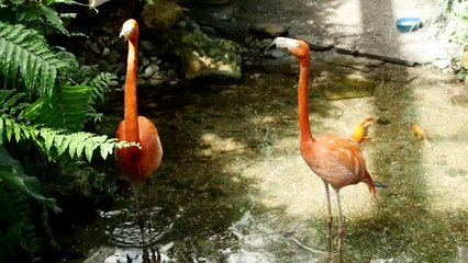 Flamingos walked on the forest lake 2021