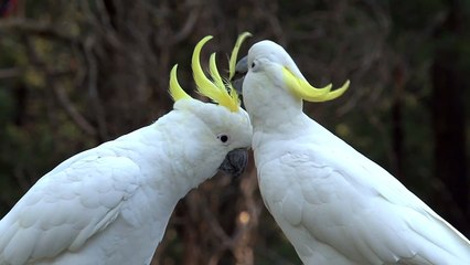 White birds love each other 2021