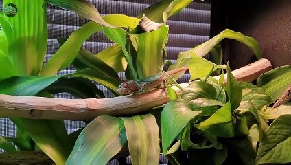 Chroma a Baby Panther Chameleon Adjusting to New Home