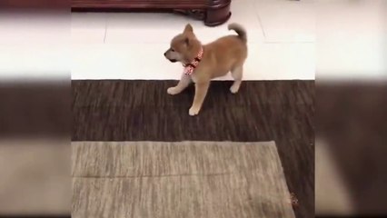 Baby Dogs - Cute and Funny Dog Videos Compilation # 20 | Aww Animals