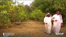 مواطن سعودي كفيف يشغل السوشيال ميديا بسبب طريقته في بيع الفاكهة