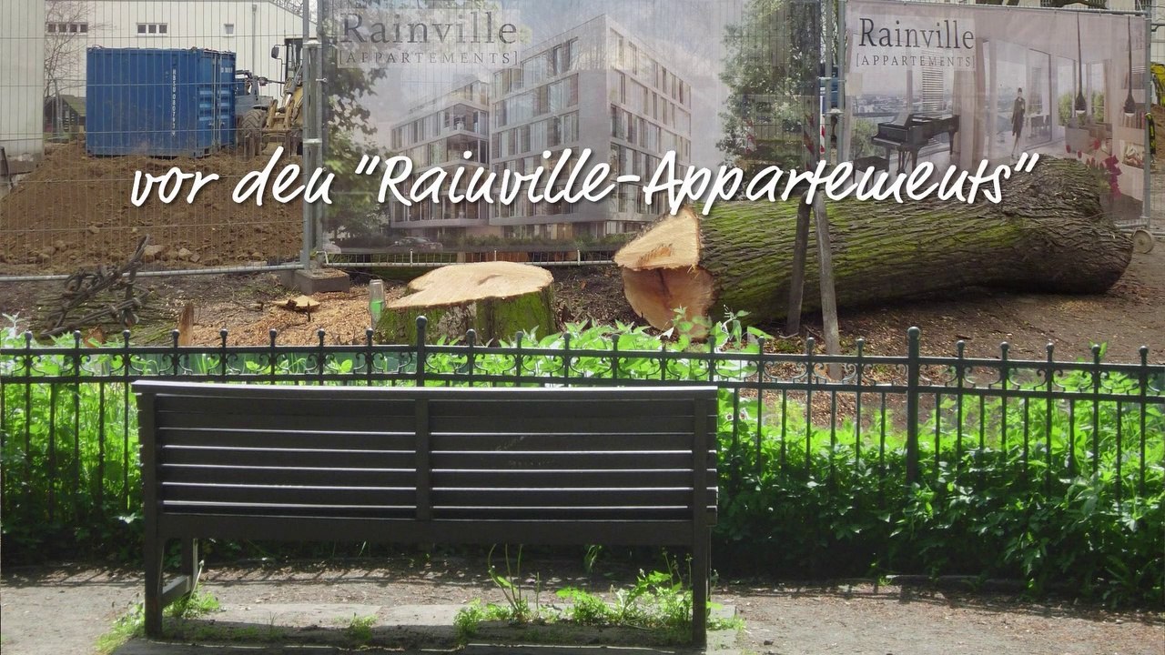 Baumfällung für "rainville appartements" - elbchaussee hamburg