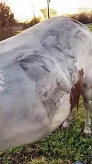 Spraying Dirty Horse Clean is Surprisingly Satisfying