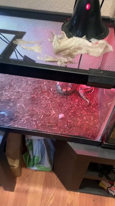 Young Ball Python Seems to Be Broken