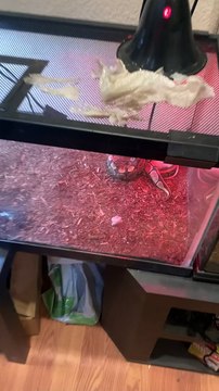 Young Ball Python Seems to Be Broken