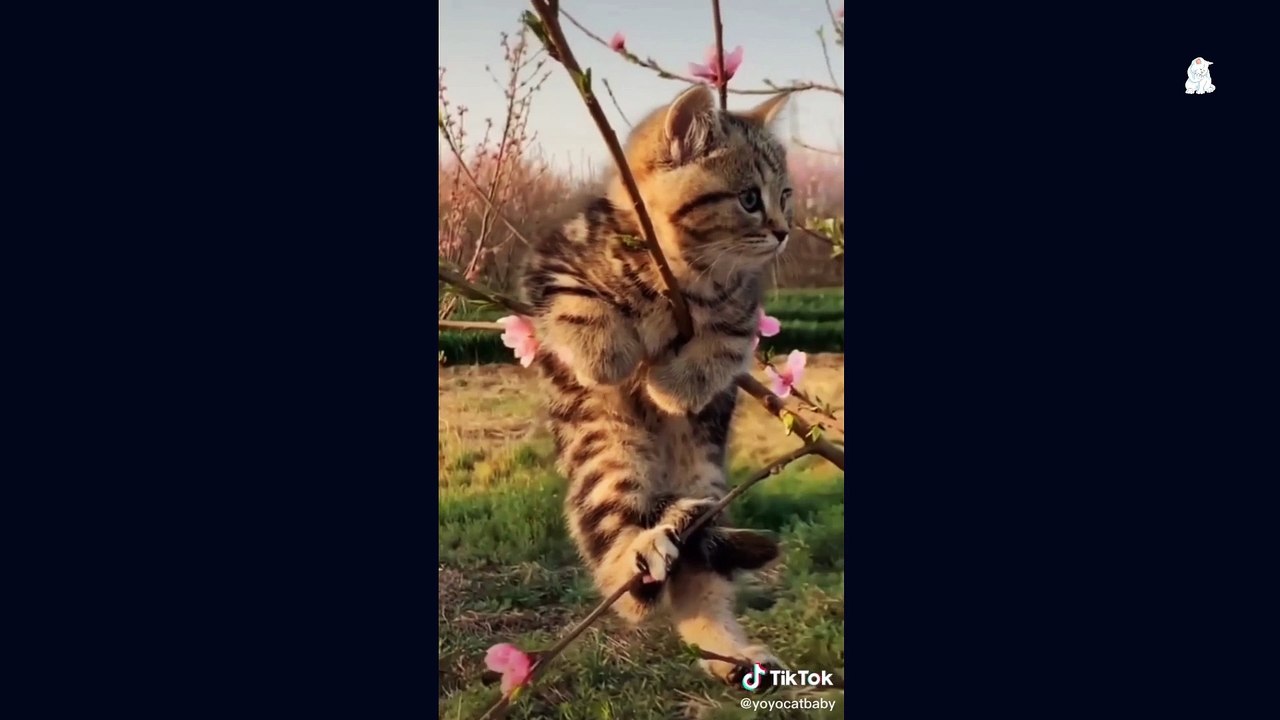 Cute Baby Cats Paws Videos