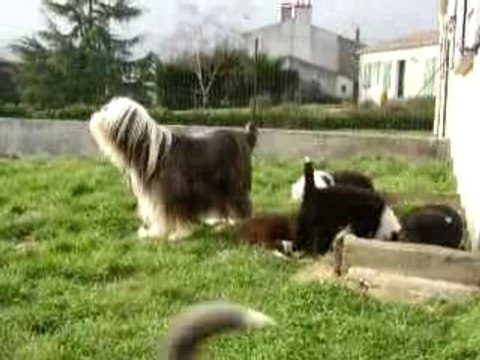 Vib et ses chiots (8 semaines)