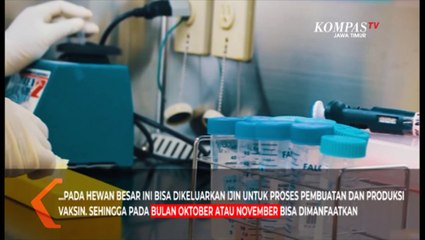 Vaksin Merah-Putih Diprediksi Bisa Digunakan Akhir Tahun 2021