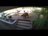 Tiny terriers chase bear out of a Pasadena kitchen in viral video | OnTrending News