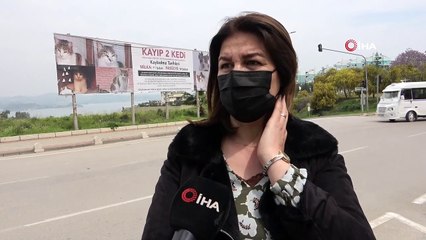 Kaybolan iki kedi için kadınlar seferber oldu