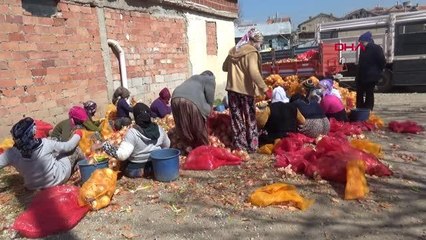 Sandıklı'da patates ve soğan alımları başladı