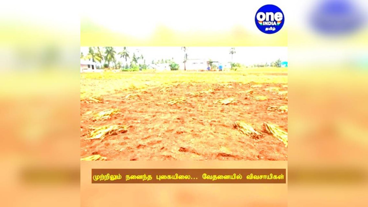 இடி மின்னலுடன் பெய்த திடீர் மழை: முற்றிலும் நனைந்த புகையிலை.. வேதனையில் விவசாயிகள்!