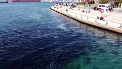 İstanbul Boğazı'nda denizanası istilası sualtından görüntülendi