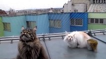 Cute Maine Coons Chattering At City Birds - Pretty Funny