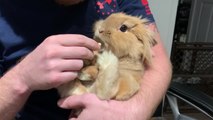Pet Parent Holds Rabbit In Arms And Feeds Them