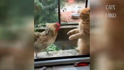 Omg So Cute Cats ♥ Best Funny Cat Videos 2020 #47