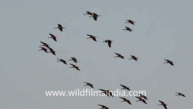 Demoiselle Cranes flying in a perfect V formation!