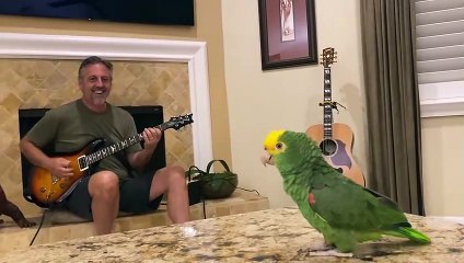 Bird sings AC/DC Whole Lotta Rosie