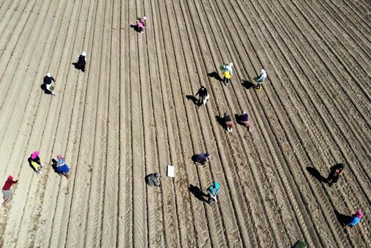 Menderes Ovası domates fidelerine kucak açtı