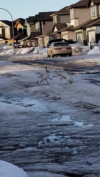 Battle Between Two Hares in the Street