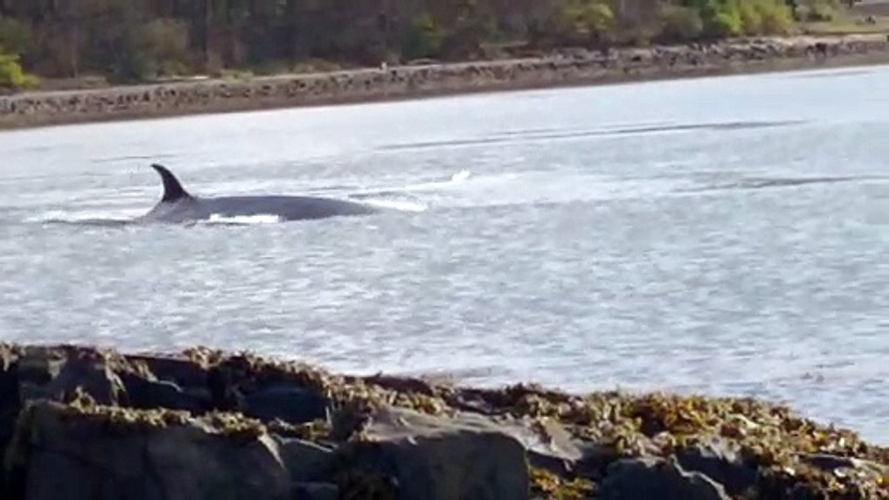 Sei Whale South Queensferry