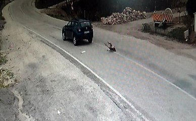 Son dakika! Köpeğe çarparak ölümüne neden olan sürücü kameraya yansıdı