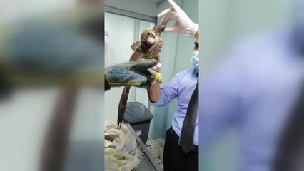 BALIKESİR - Nesli tehlike altındaki ulu doğan kuşu ile bir şahin yaralı bulundu